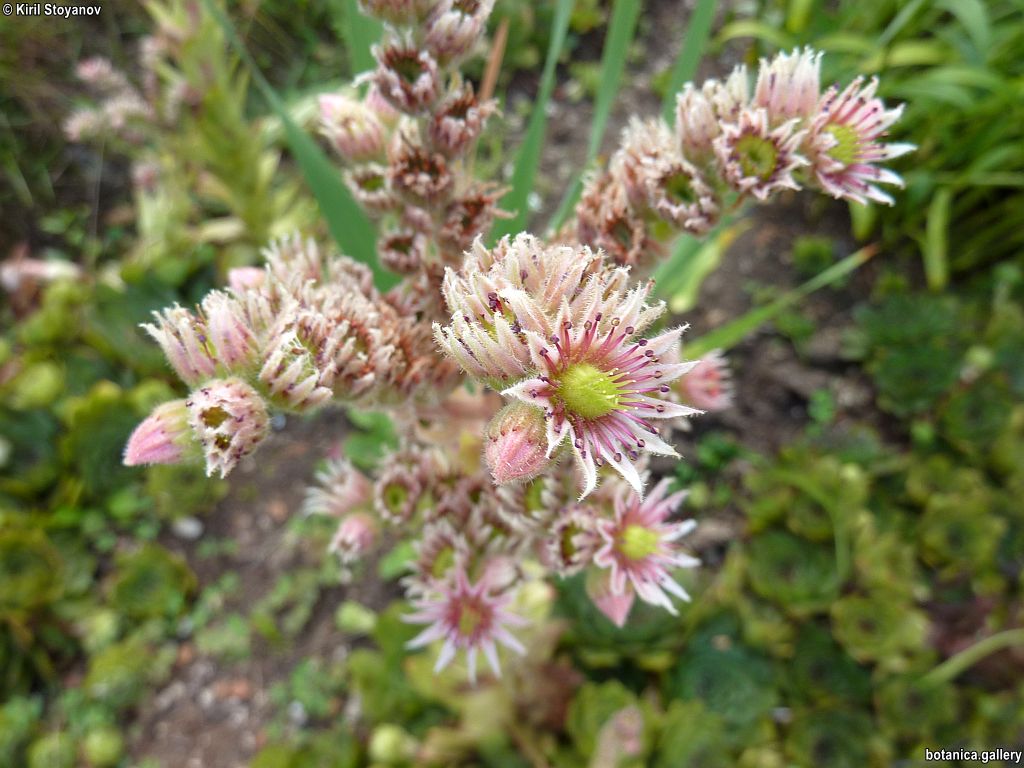 Sempervivum tectorum