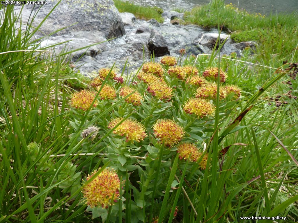 Rhodiola rosea