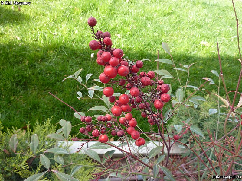 Nandina domestica