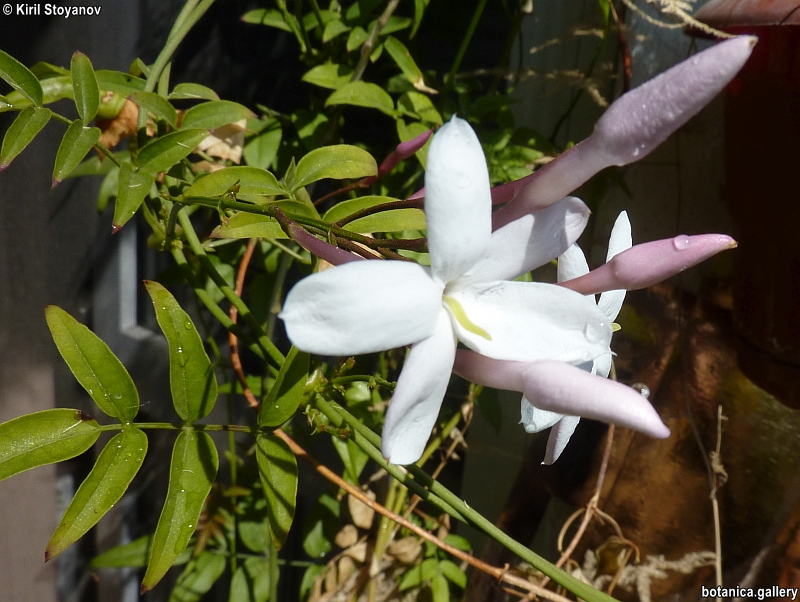 Jasminum grandiflorum