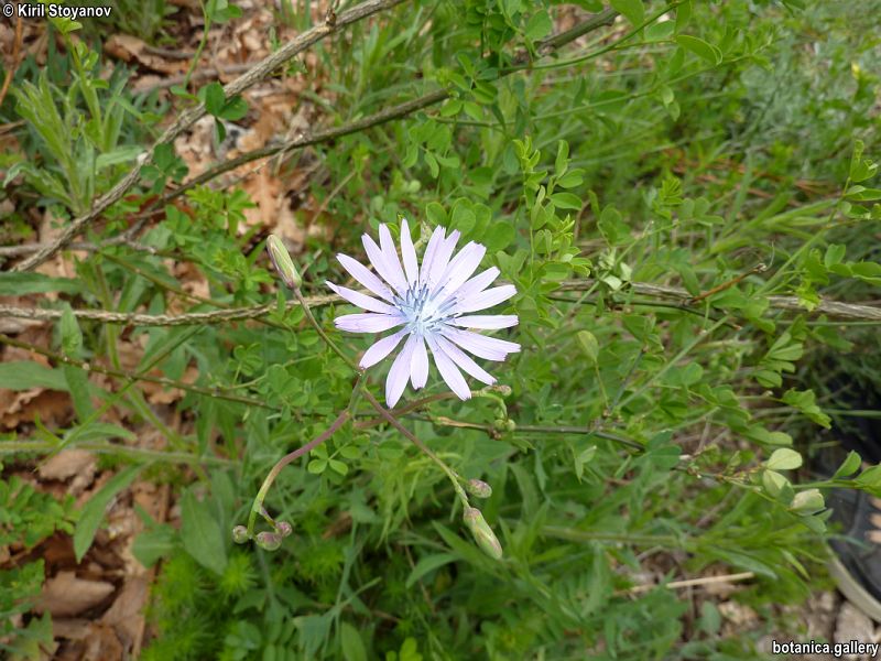 Lactuca perennis