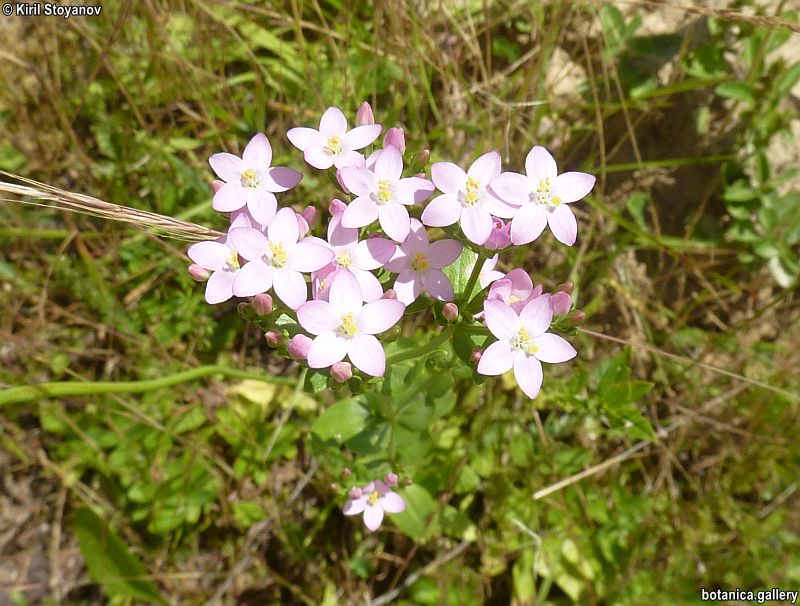 Centaurium erythraea