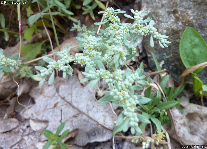 Herniaria hirsuta