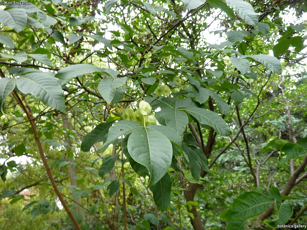 Ptelea trifoliata
