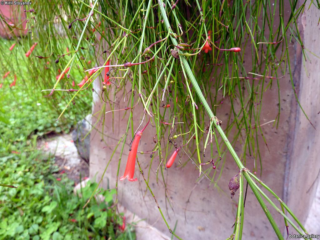 Russelia equisetiformis