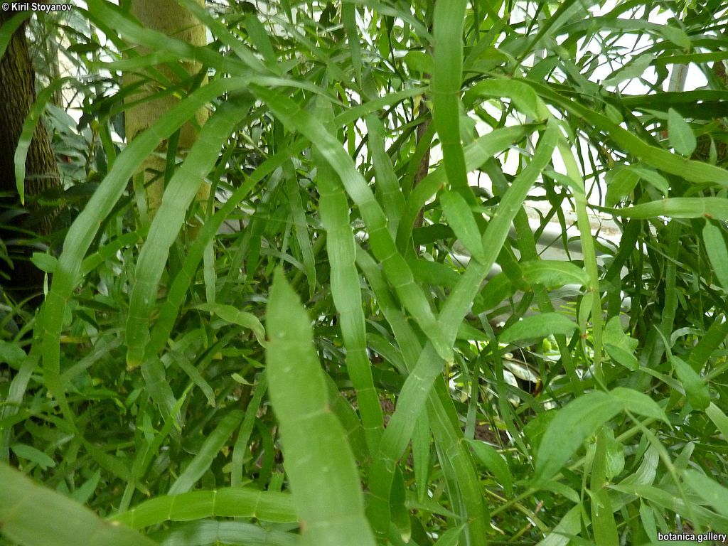 Homalocladium platycladum