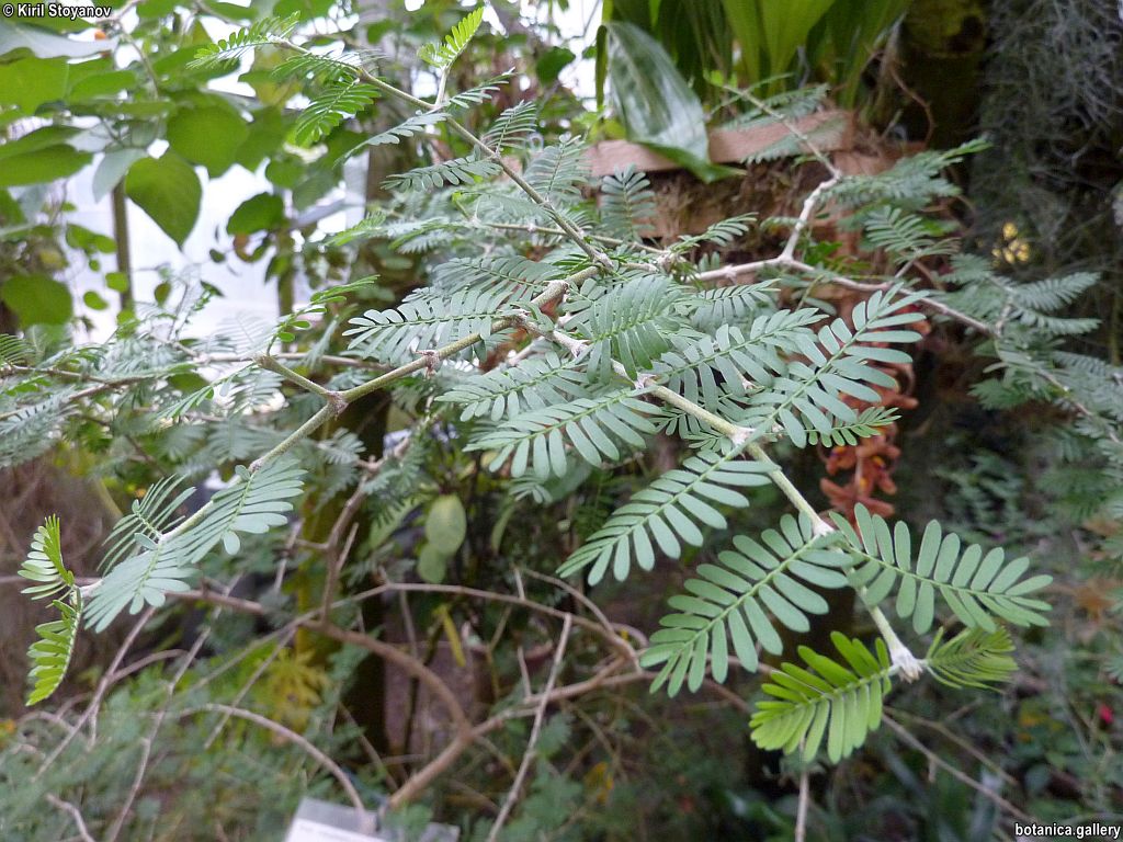 Porlieria hygrometra