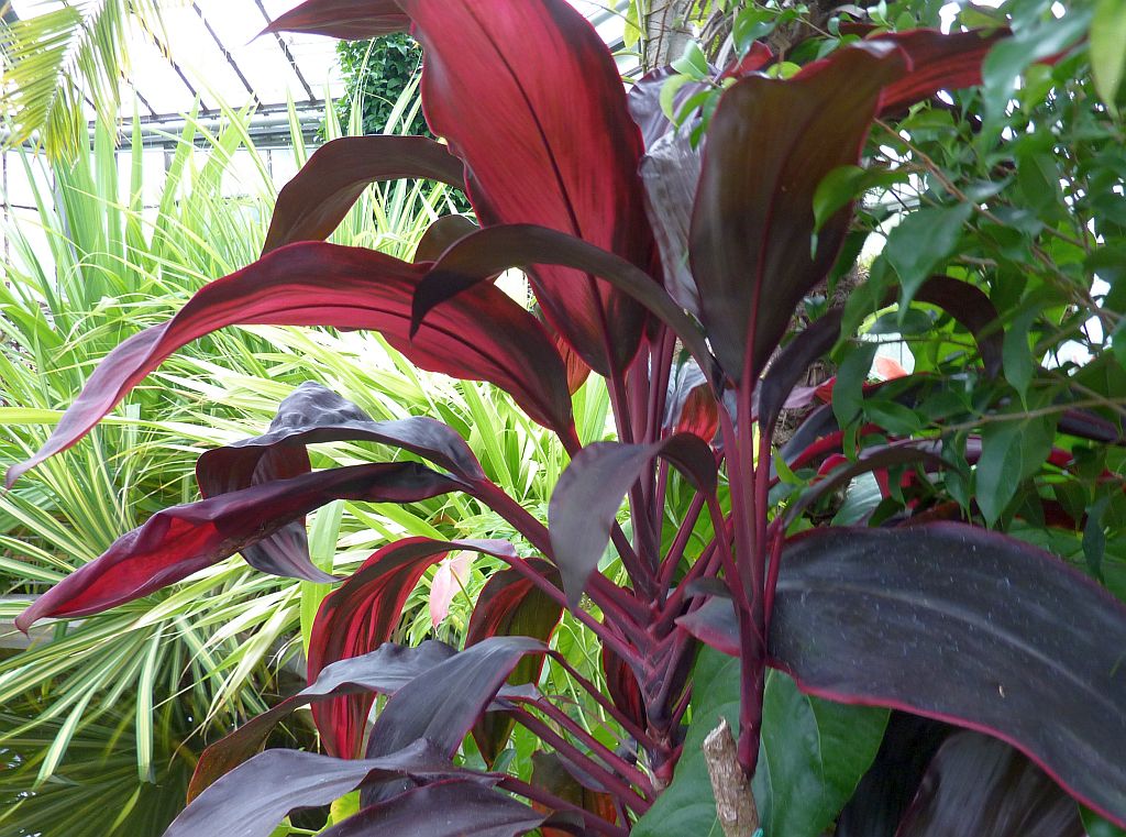 Cordyline fruticosa