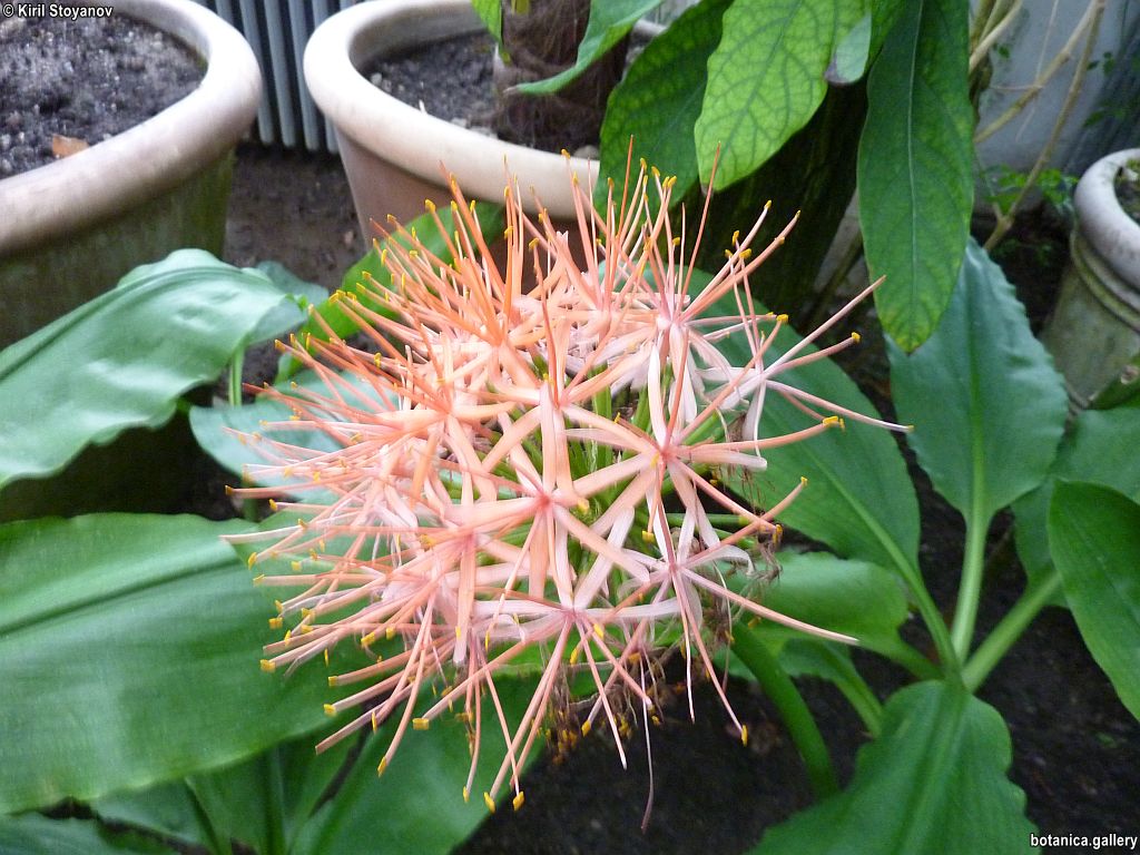 Scadoxus multiflorus