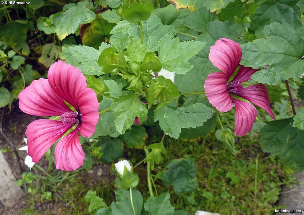 Malope trifida