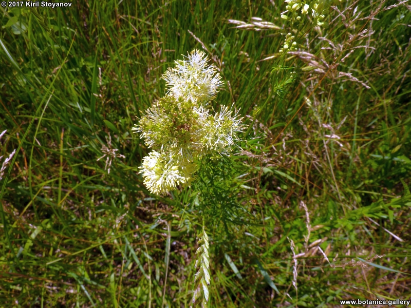 Thalictrum lucidum