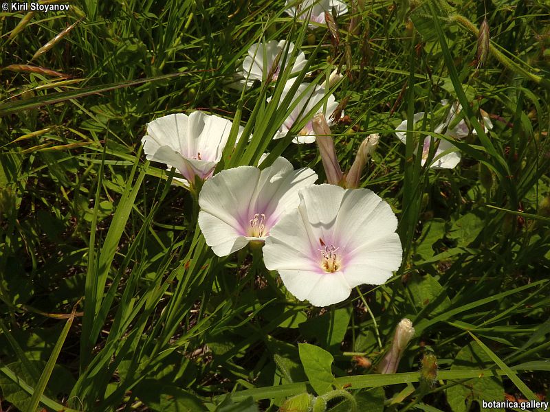 Convolvulus betonicifolius