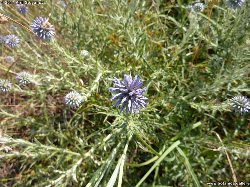 Echinops microcephalus