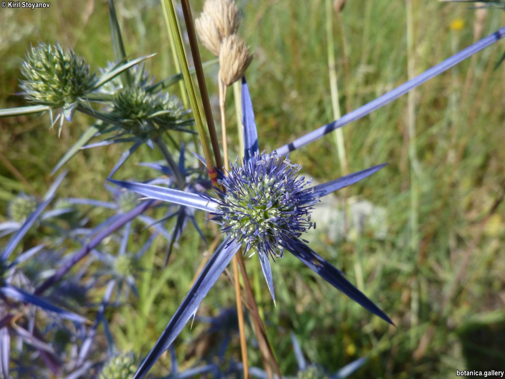 Eryngium creticum