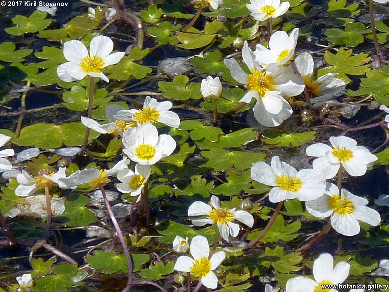 Ranunculus aquatilis