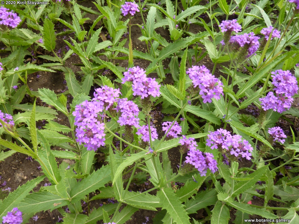 Verbena rigida