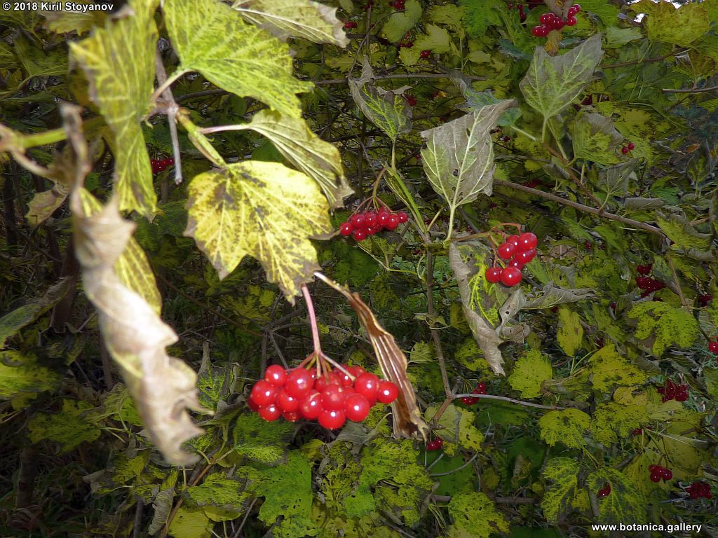 Viburnum opulus
