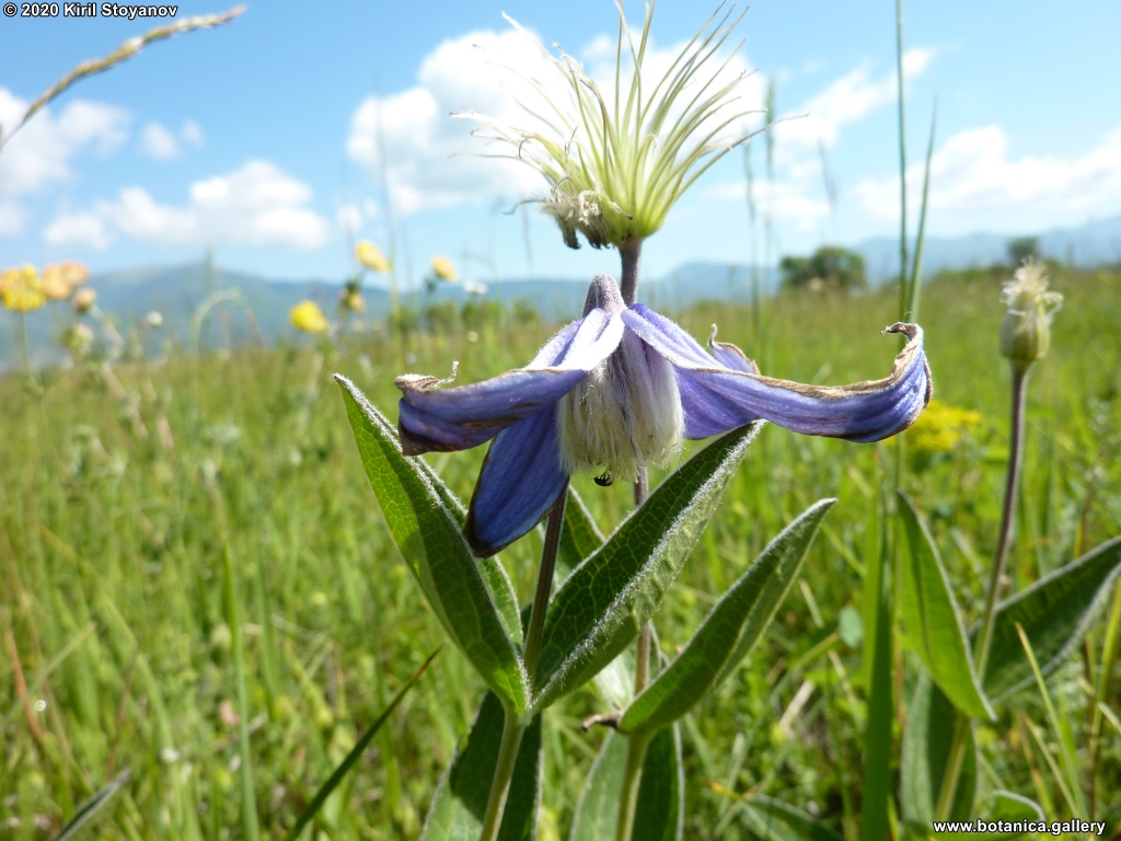 Clematis integrifolia