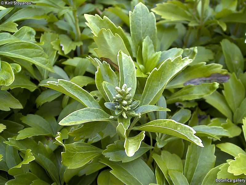 Pachysandra terminalis