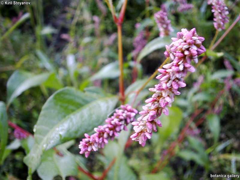 Persicaria maculata