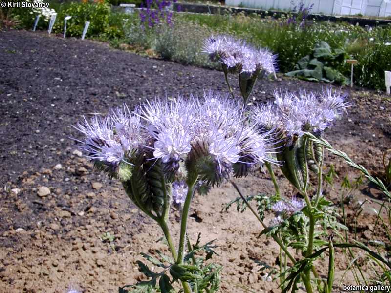 Phacelia tanacetifolia