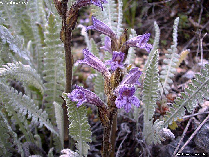 Phelipanche purpurea