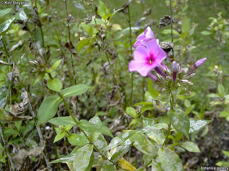 Phlox paniculata