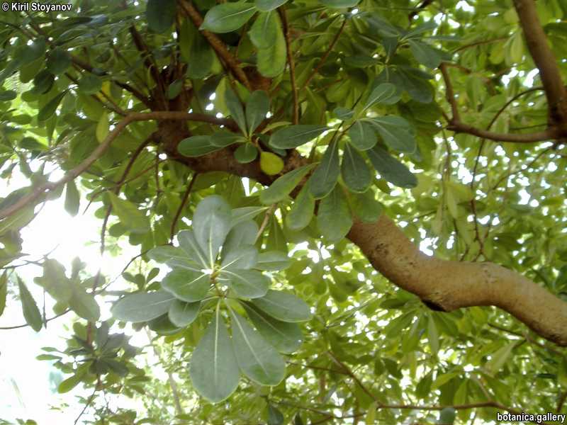 Pittosporum tobira