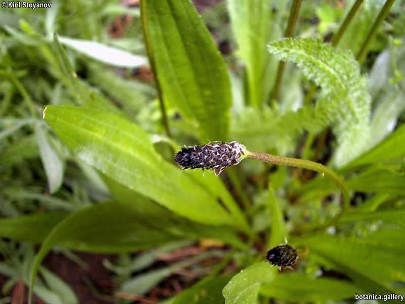 Plantago lanceolata