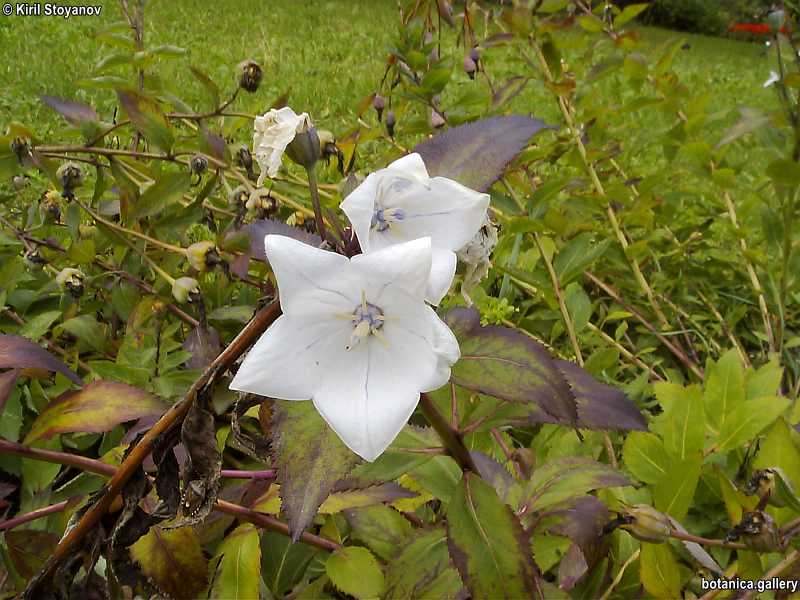 Platycodon grandiflorum