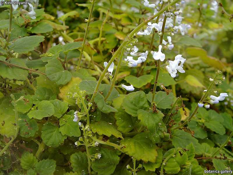 Plectranthus australis