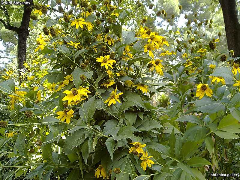 Rudbeckia nitida