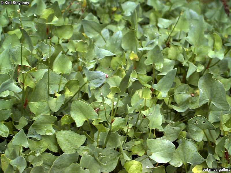 Rumex scutatus