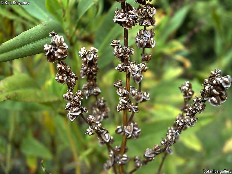 Rumex triangularis