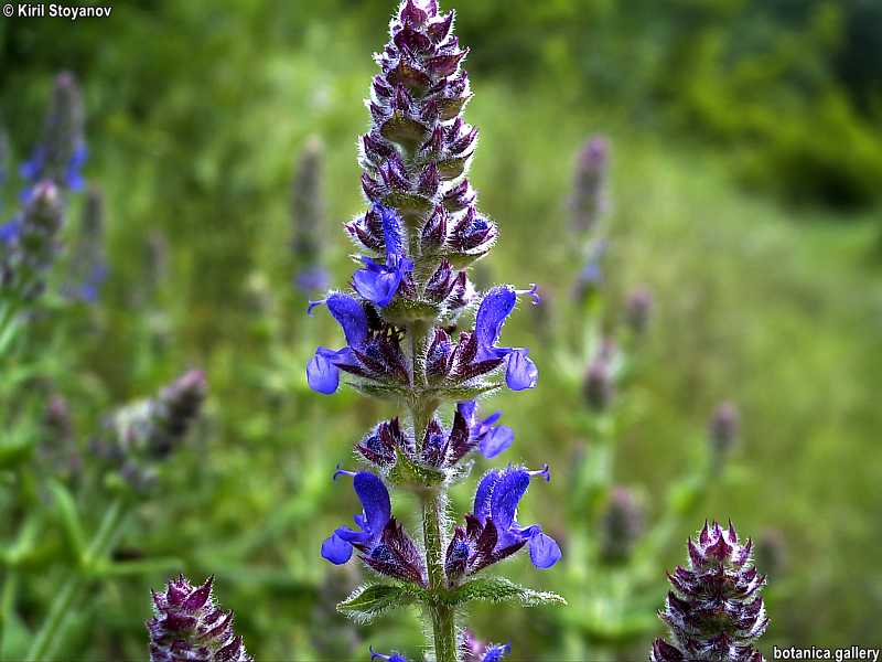 Salvia pratensis