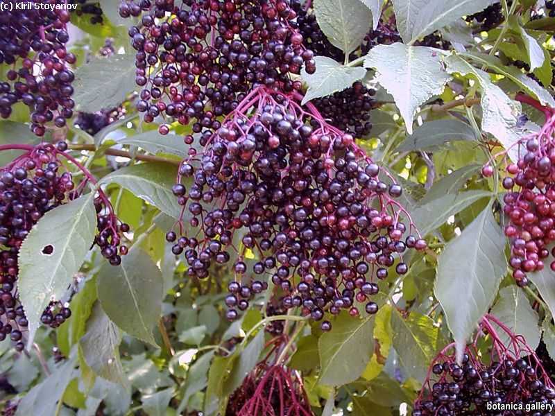 Sambucus nigra