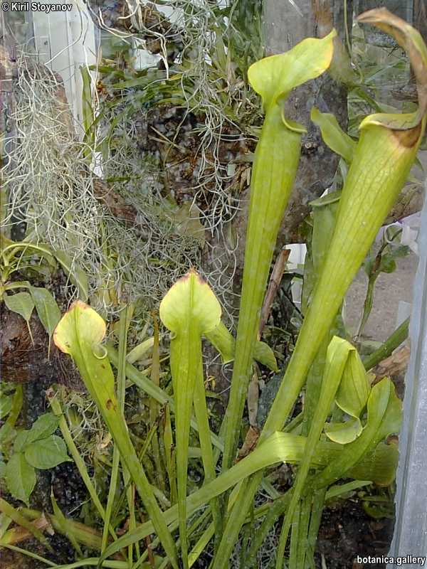 Sarracenia leucophylla