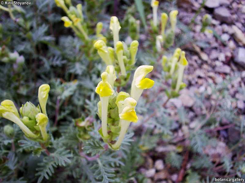 Scutellaria orientalis