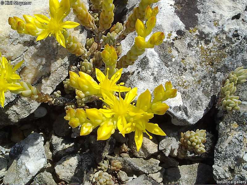 Sedum grisebachii