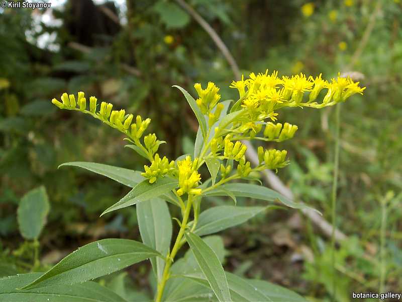 Solidago missouriensis