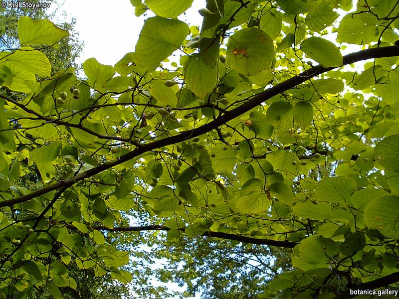 Styrax obassia