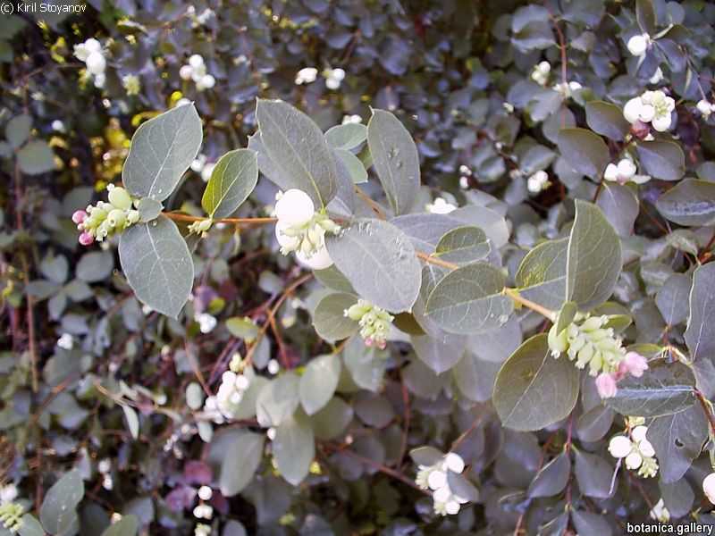Symphoricarpos albus