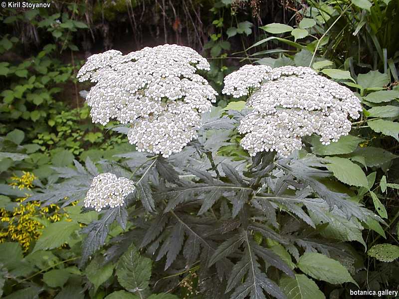 Tanacetum macrophyllum