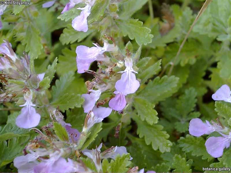 Teucrium scordium