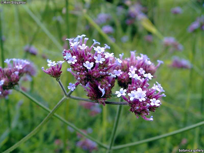 Verbena bonariensis