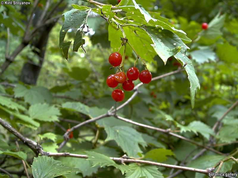Viburnum sargentii