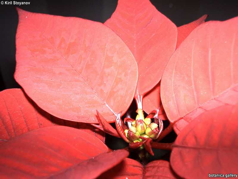 Euphorbia pulcherrima