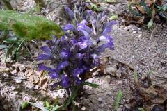 Phelipanche mutelii