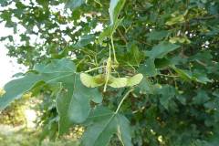 Acer campestre
