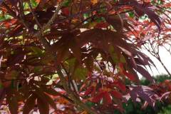 Acer palmatum